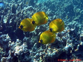 Red Sea Corals